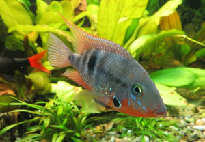 Peixe boca de fogo: Beleza e Temperamento no Aquário Comunitário! 