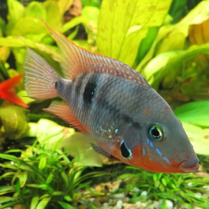 Peixe boca de fogo: Beleza e Temperamento no Aquário Comunitário! 