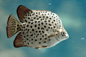 Peixe louro: Conheça Essa Espécie Exótica e Seus Mistérios! 