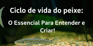 Ciclo de vida do peixe: O Essencial Para Entender e Criar! 