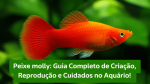 Peixe molly: Guia Completo de Criação, Reprodução e Cuidados no Aquário! 