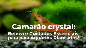 Camarão cristal: Beleza e Cuidados Essenciais para Aquários Plantados! 