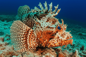 Peixe galinha do mar: Conheça Essa Espécie Curiosa e Seu Habitat! 