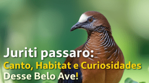 Juriti passaro: Canto, Habitat e Curiosidades Desse Belo Ave! 