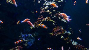 O peixe Anjo pode viver com outras espécies em um aquário comunitário?