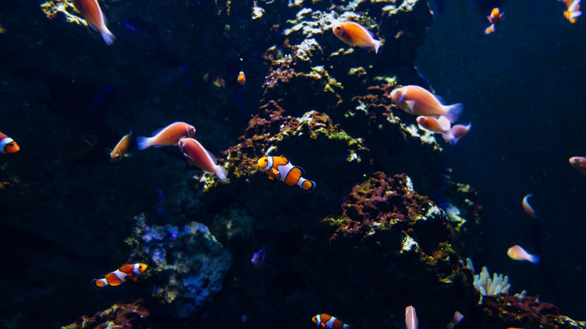 O peixe Anjo pode viver com outras espécies em um aquário comunitário?