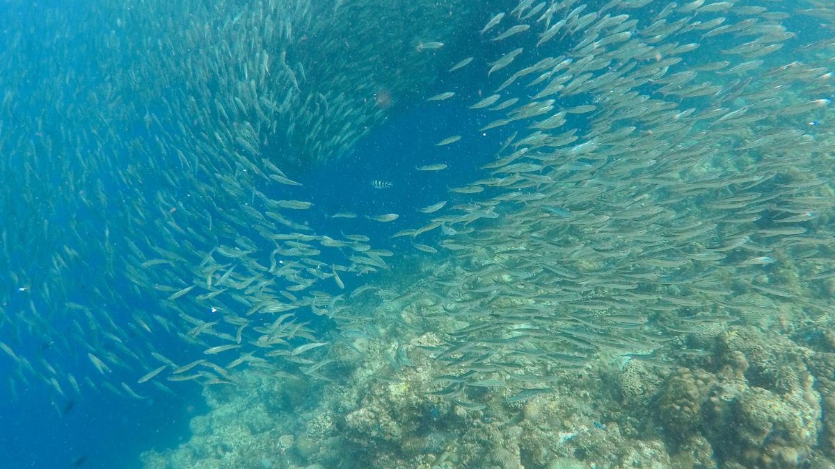 O peixe Aruanã pode conviver com outras espécies em um aquário grande?