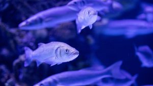 O peixe Barbo é adequado para aquários com outras espécies calmas?