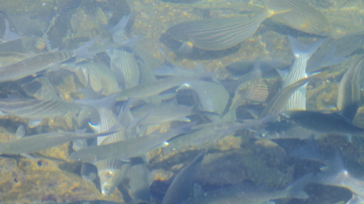 O peixe Disco pode viver com outras espécies em um aquário comunitário?