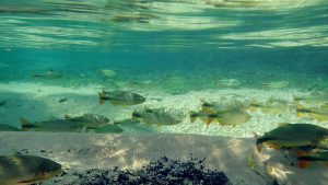 O peixe Plati pode viver em aquários pequenos?