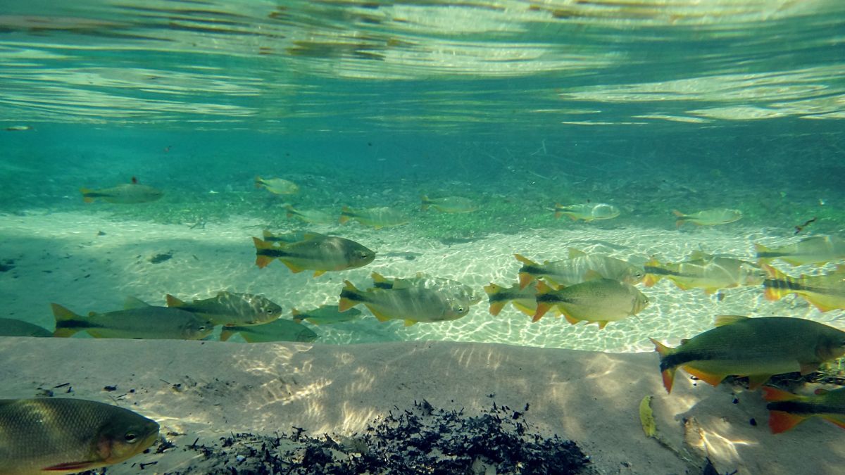 O peixe Plati pode viver em aquários pequenos?