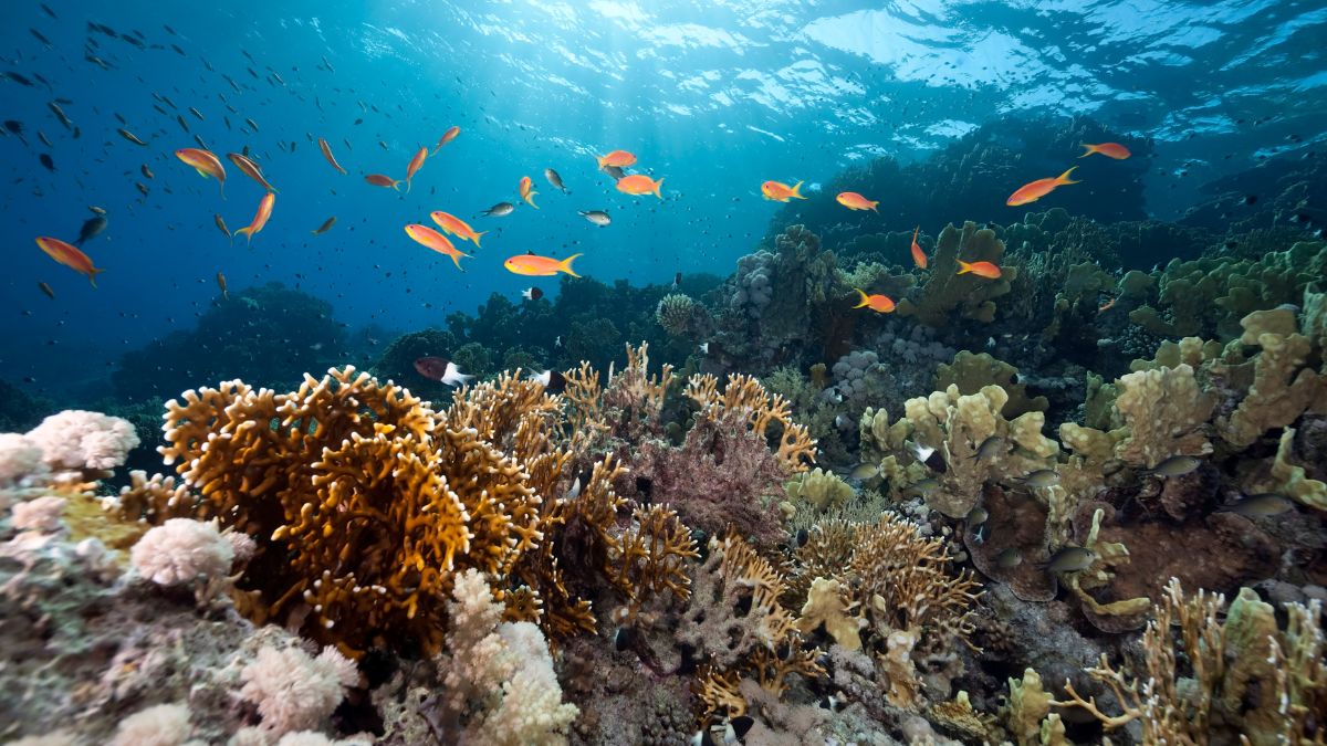 Os peixes Espada são fáceis de reproduzir em cativeiro?