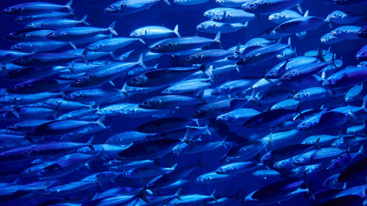 Por que os ciclídeos africanos são recomendados apenas para aquaristas experientes?