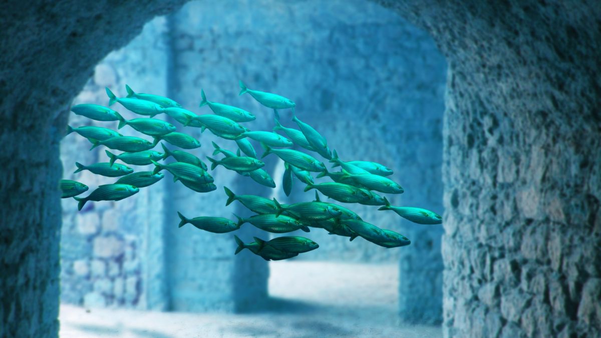 Quais as variações mais populares de peixes Plati para aquários?