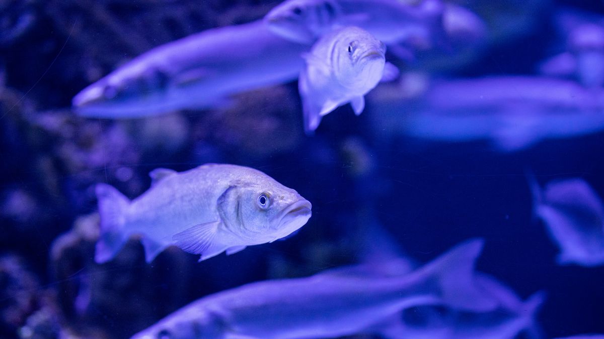 Quais cuidados são necessários para manter um peixe Anjo saudável?
