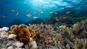 Quais são as espécies de Tetras ideais para tanques comunitários tropicais?