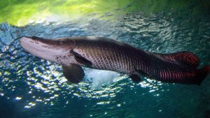 Quais são os ciclídeos do Novo Mundo mais populares entre aquaristas?