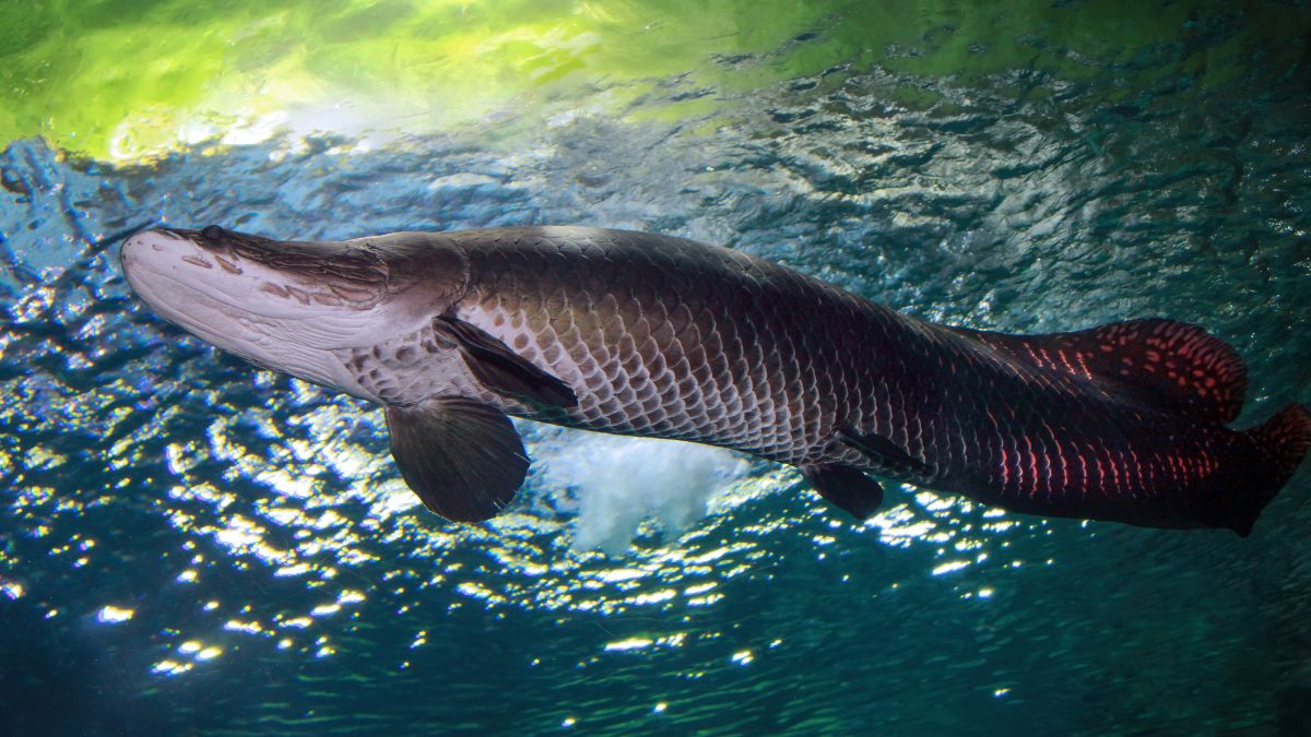 Quais são os ciclídeos do Novo Mundo mais populares entre aquaristas?